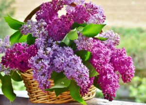 lilacs