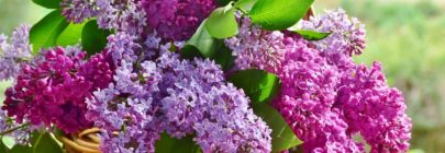 lilacs