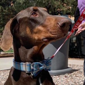 Therapy dog on a leash.